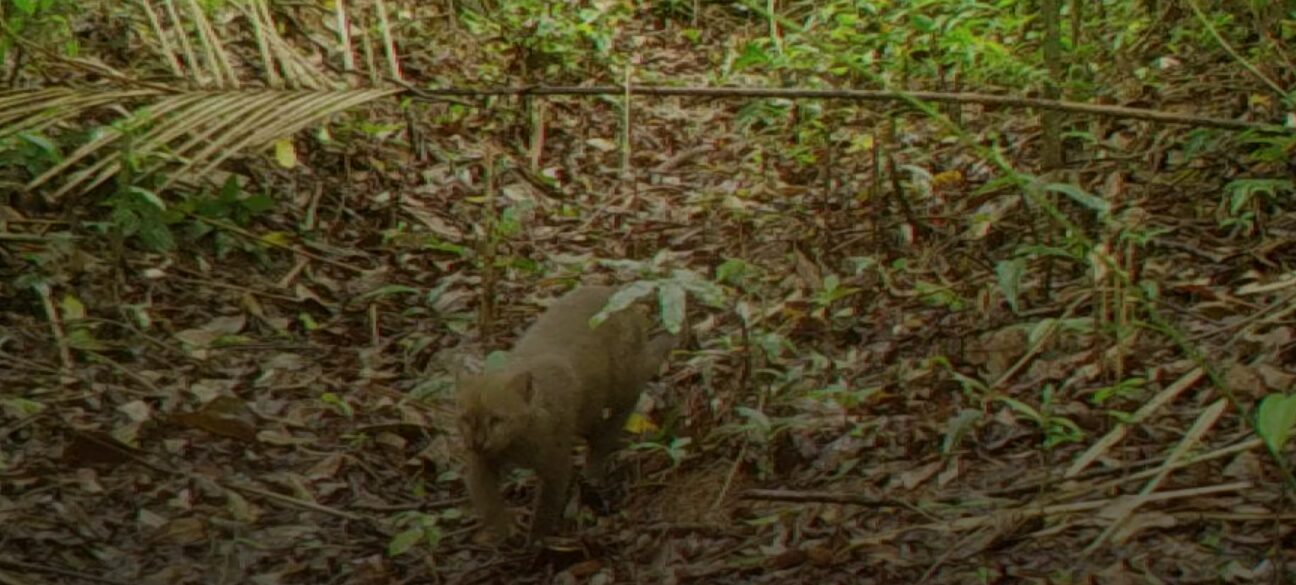 Maricá faz segundo flagrante de gatos-mouriscos por câmeras de monitoramento