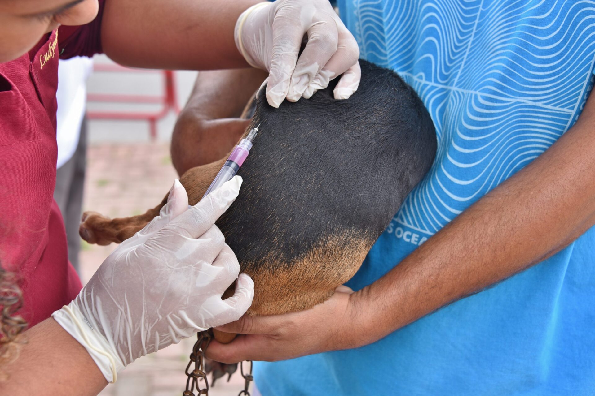 Campanha de Vacinação Antirrábica Animal começa nos distritos Centro e Ponta Negra neste sábado (23)