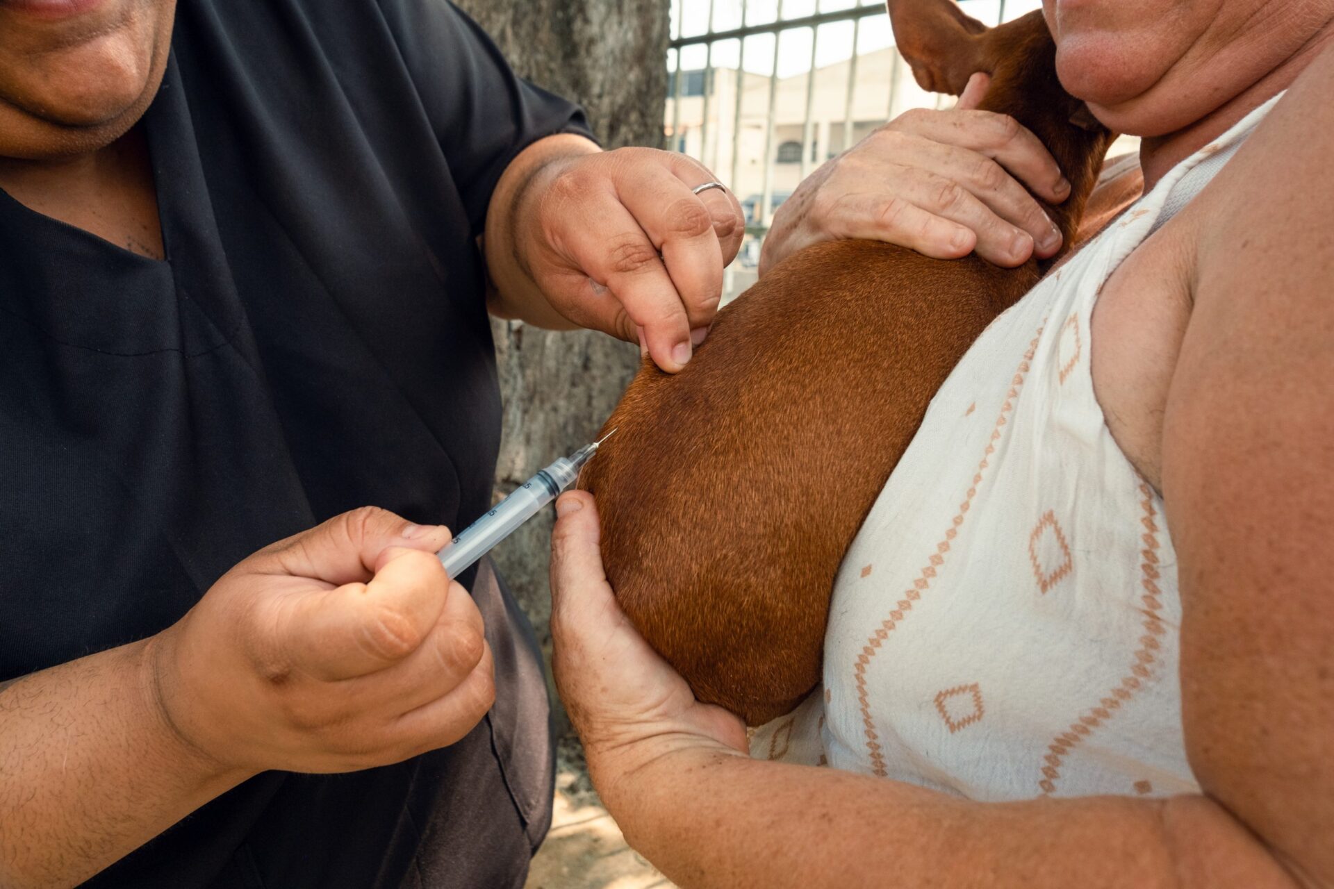 Saúde oferece nova oportunidade de vacinação antirrábica animal no Centro e em Itaipuaçu