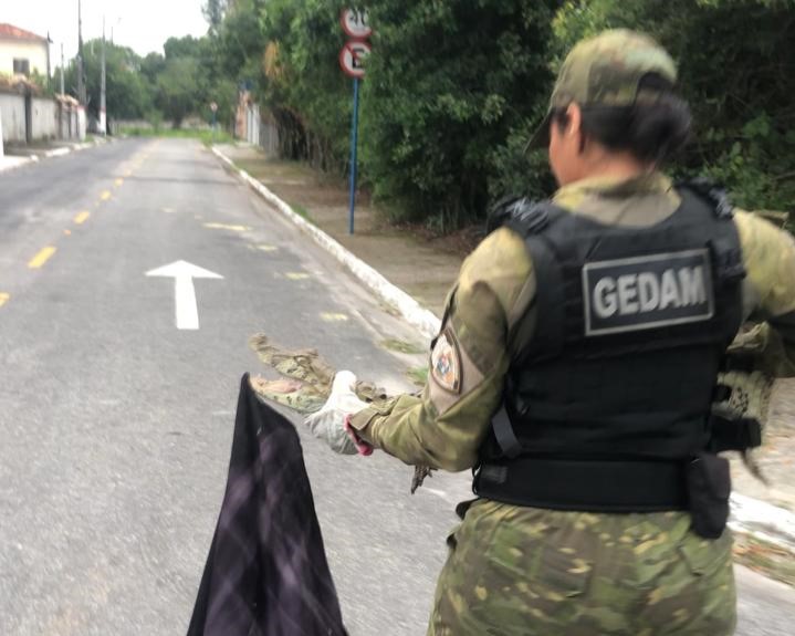 Guarda Municipal resgata jacaré do papo amarelo de 1,5 metro