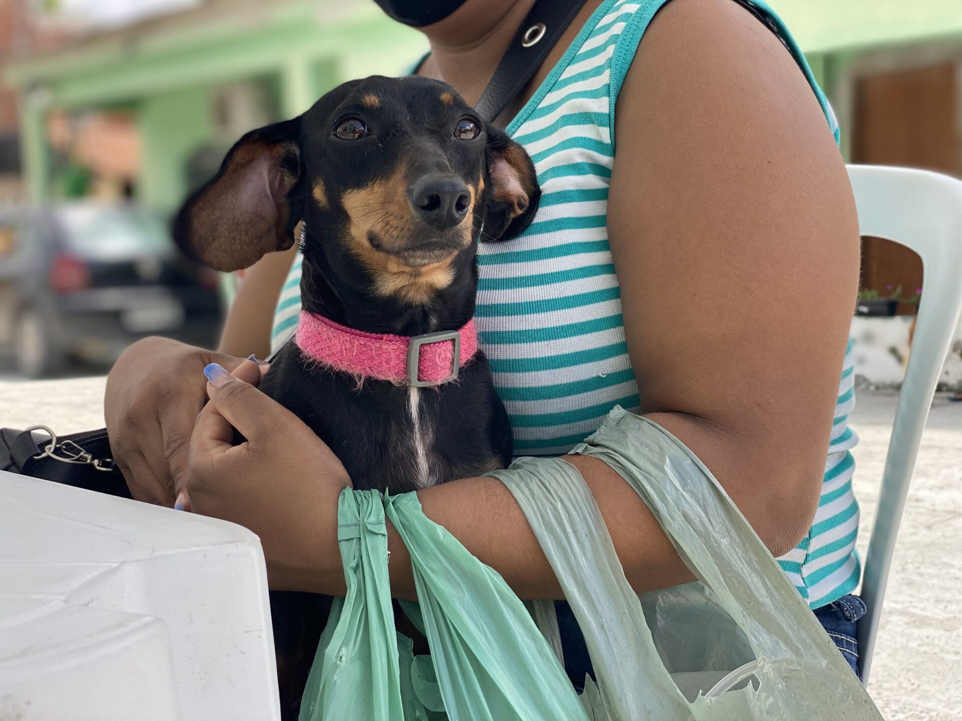 Secretaria de Bem-Estar Animal abre 320 novas inscrições para castração de cães e gatos