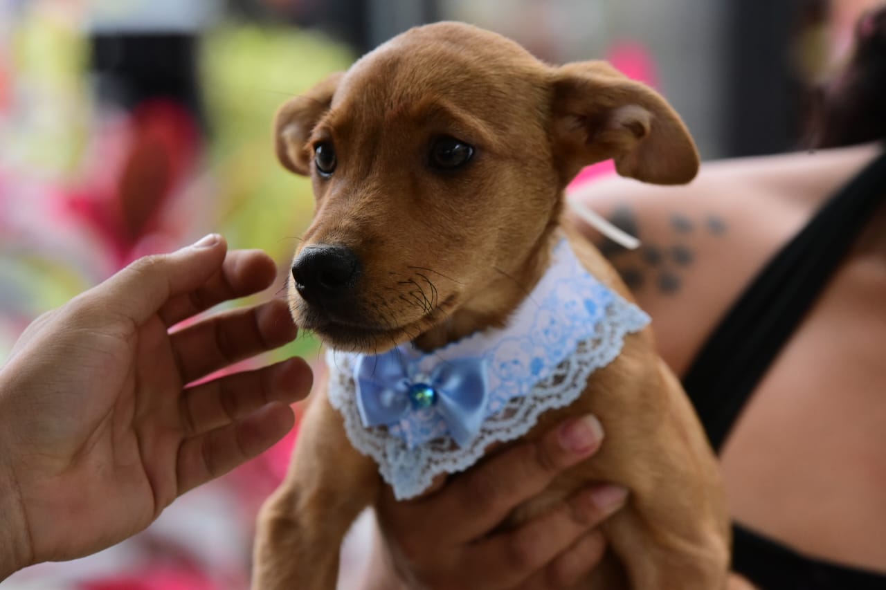 Campanha de adoção de cães e gatos acontece em Itaipuaçu