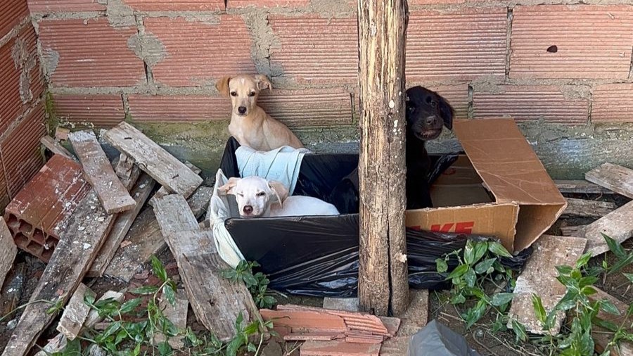 Prefeitura de Maricá resgata três cães em situação de abandono