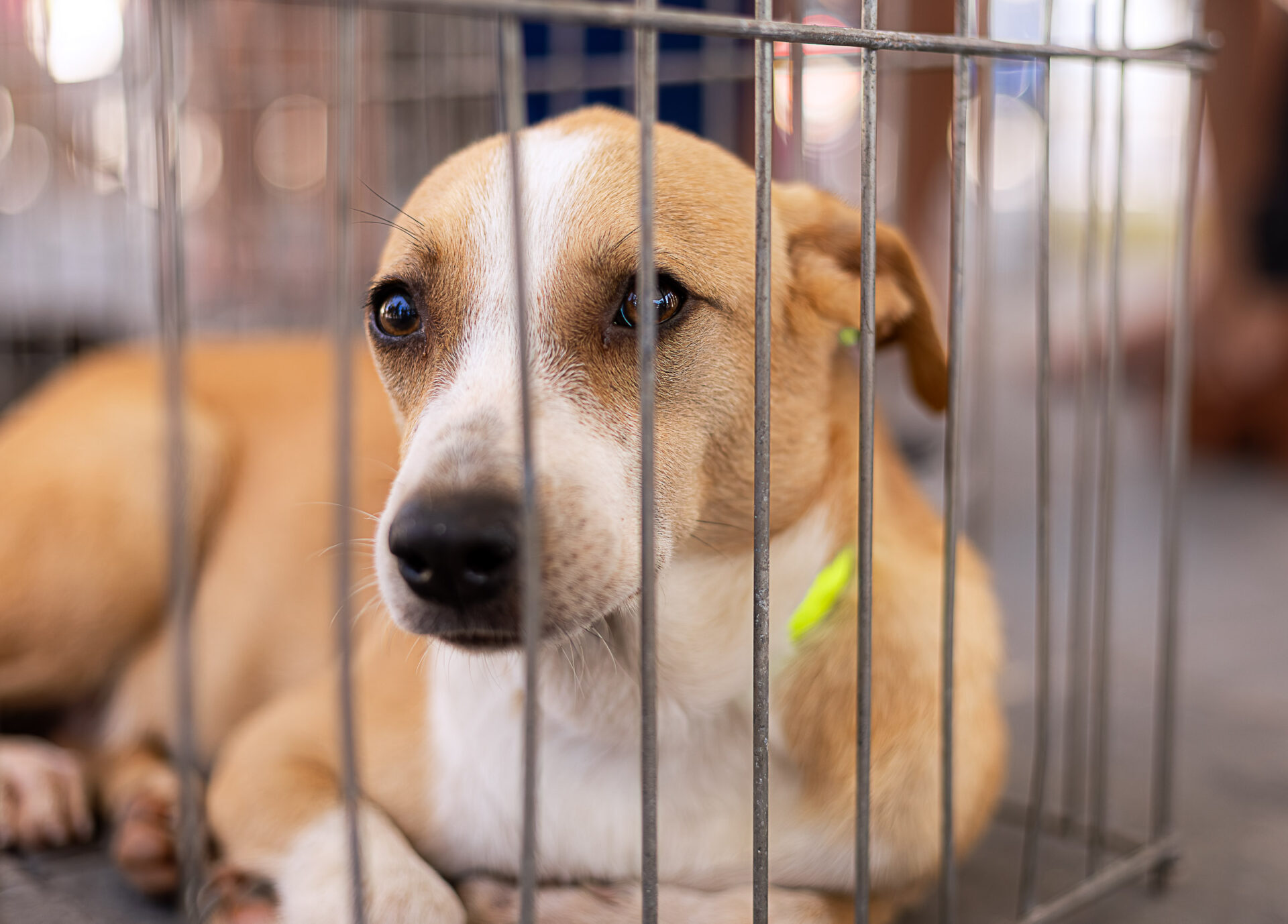 Feira de Adoção de Cães e Gatos acontece neste sábado (06/09) em Itaipuaçu