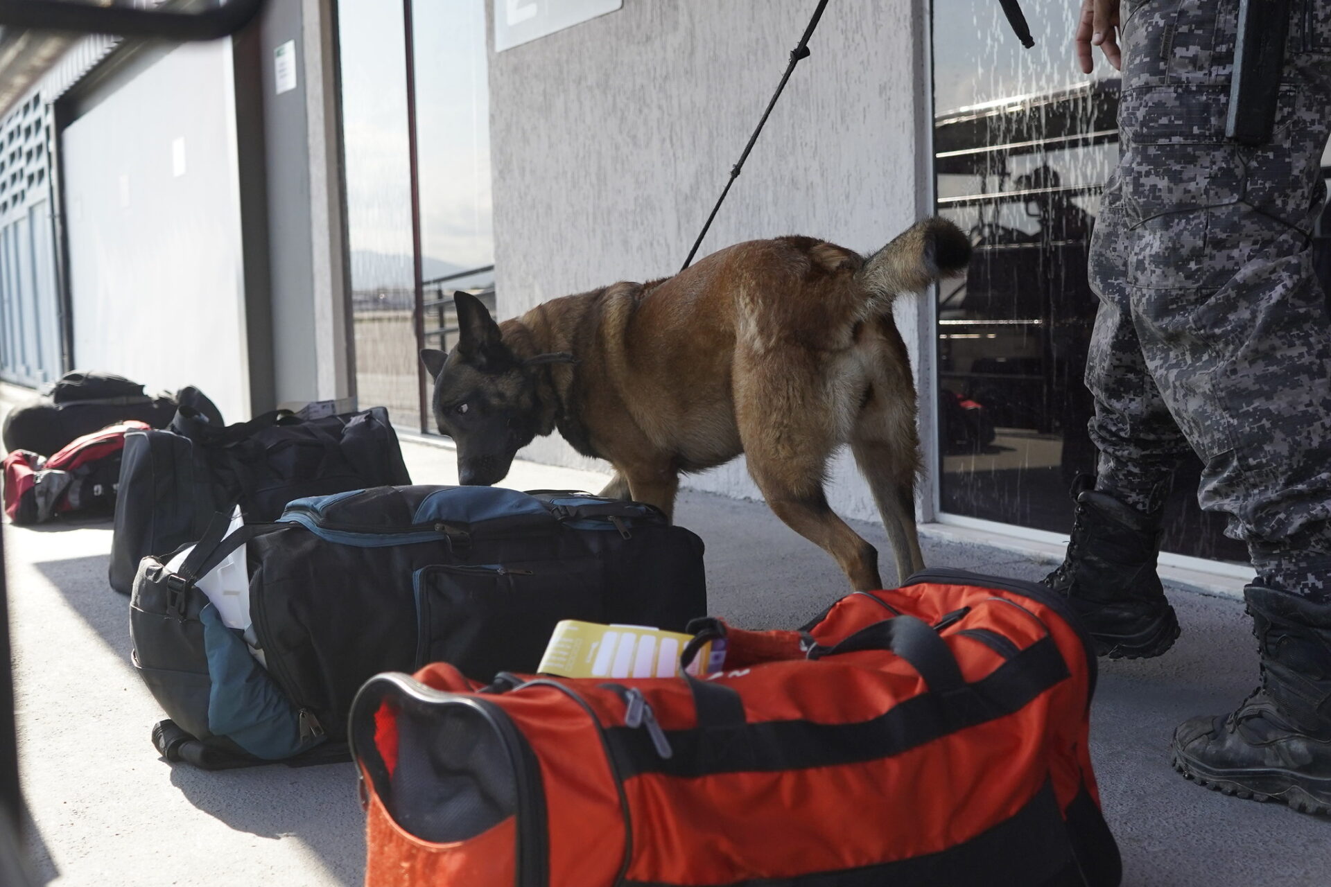 Prefeitura reforça segurança do Aeroporto de Maricá com cães farejadores