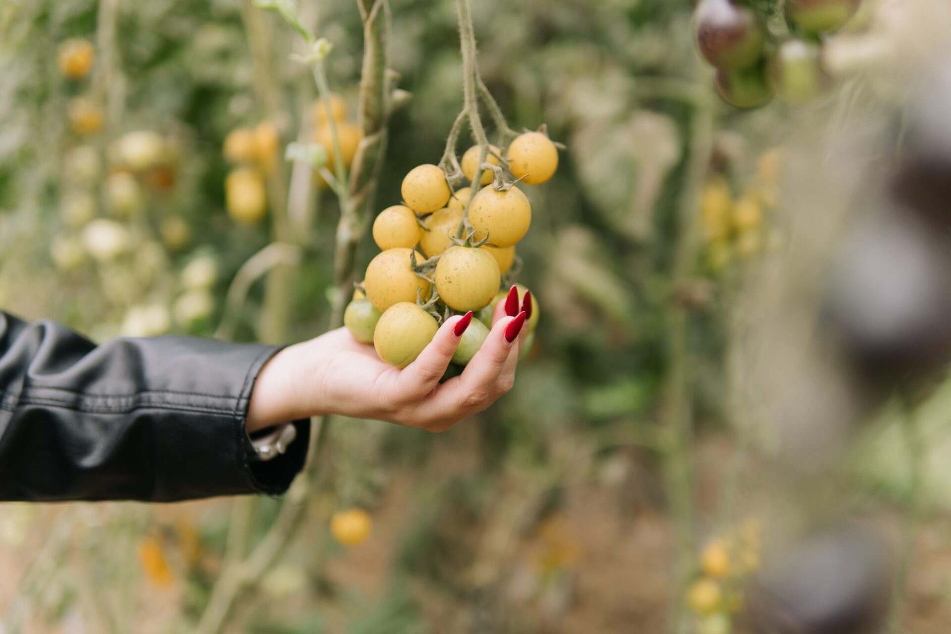 Colheita de tomates especiais do Inova Agroecologia Maricá atrai pesquisadores de Goiás
