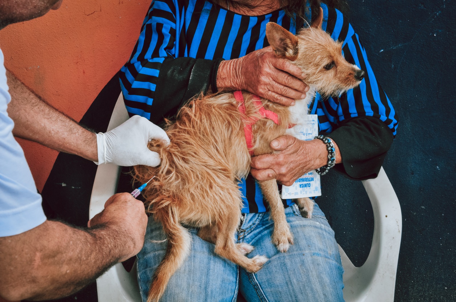 Itaboraí inicia Campanha de Vacinação Antirrábica para cães e gatos nesta segunda-feira (01/09)