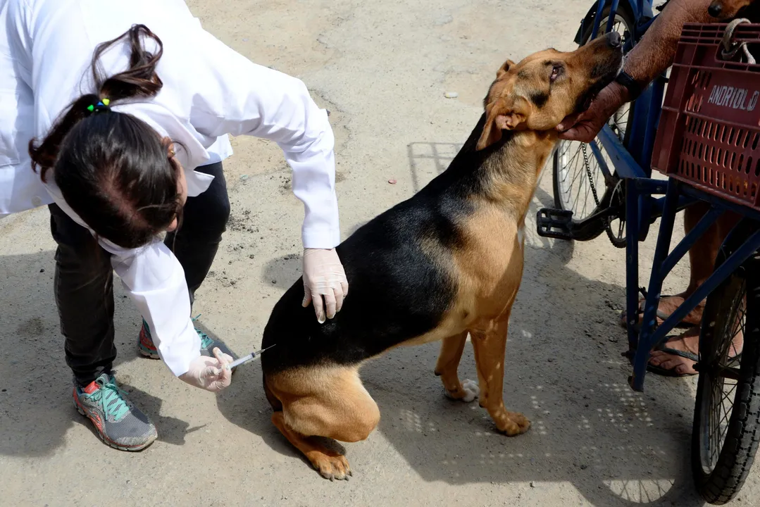Niterói oferece vacina antirrábica para animais a partir de sábado (04)