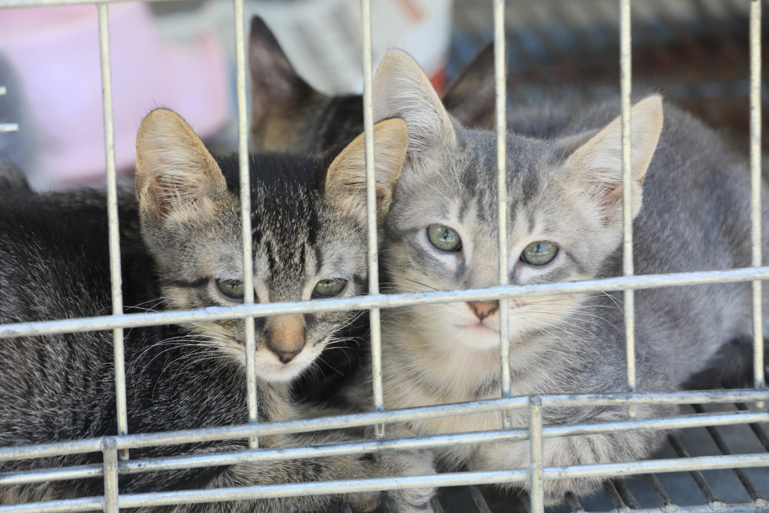 Campanha de adoção de cães e gatos será realizada neste sábado (11/10) em Ponta Negra
