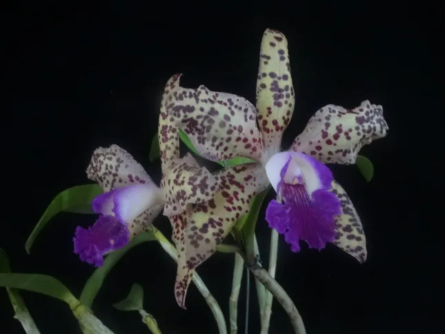 39ª Exposição de Orquídeas de Niterói encanta o público neste fim de semana em Charitas