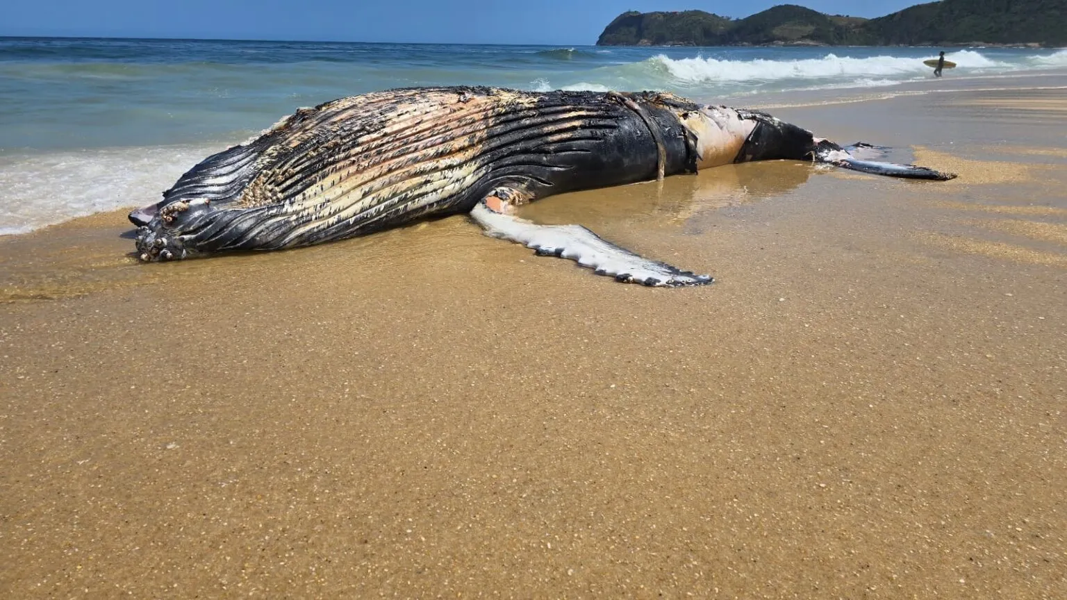 Baleia-jubarte é encontrada morta na praia de Jaconé, em Maricá