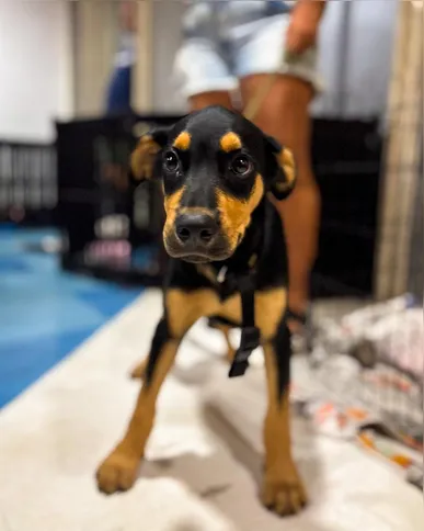 Shopping em Itaipu recebe Feira de Adoção Pet no próximo sábado (25)