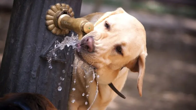 Agora é lei: bebedouros para animais deverão ser instalados em espaços públicos