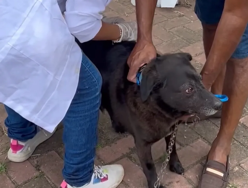 Vacinação antirrábica para cães e gatos acontece neste sábado (13/12) no Centro de Maricá