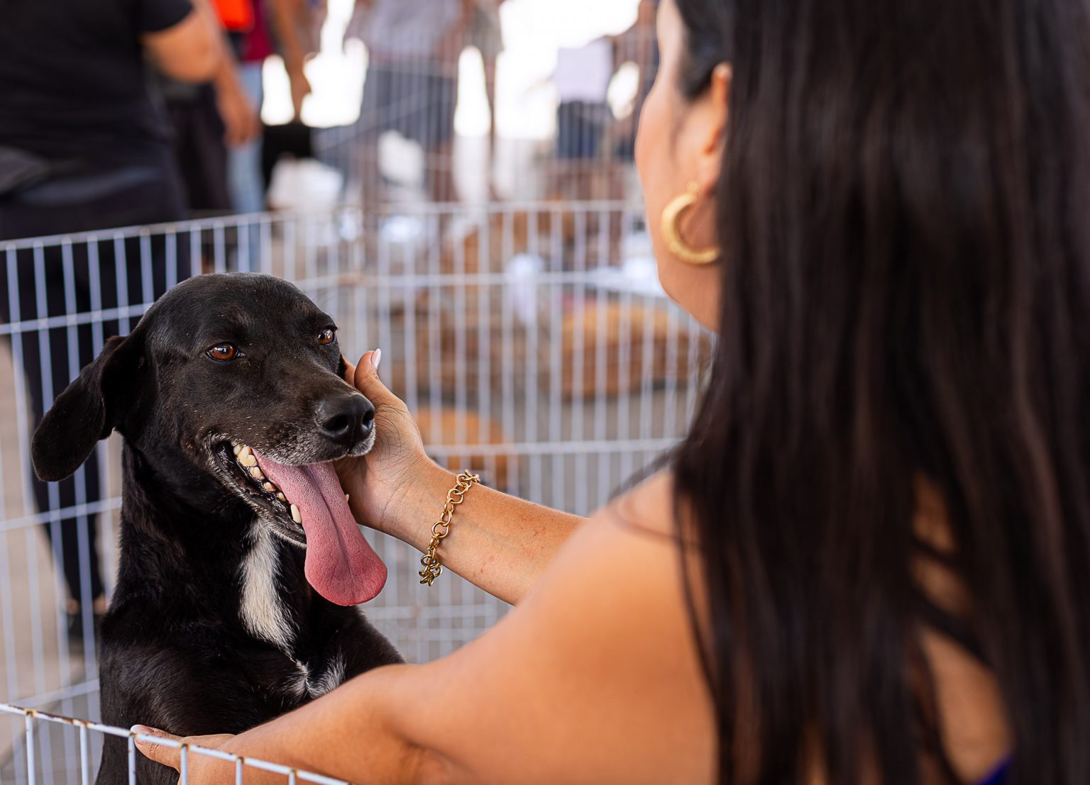 Maricá promove primeira Feira de Adoção de Cães e Gatos de 2026 neste sábado (10/01)