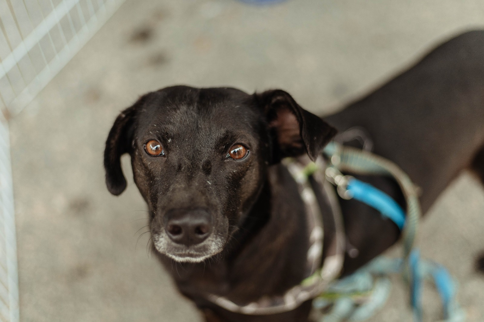 Castração gratuita para cães e gatos acontece neste sábado em Santa Paula, em Maricá