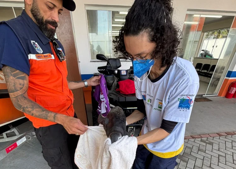 Pinguim é resgatado na praia de Ponta Negra, em Maricá