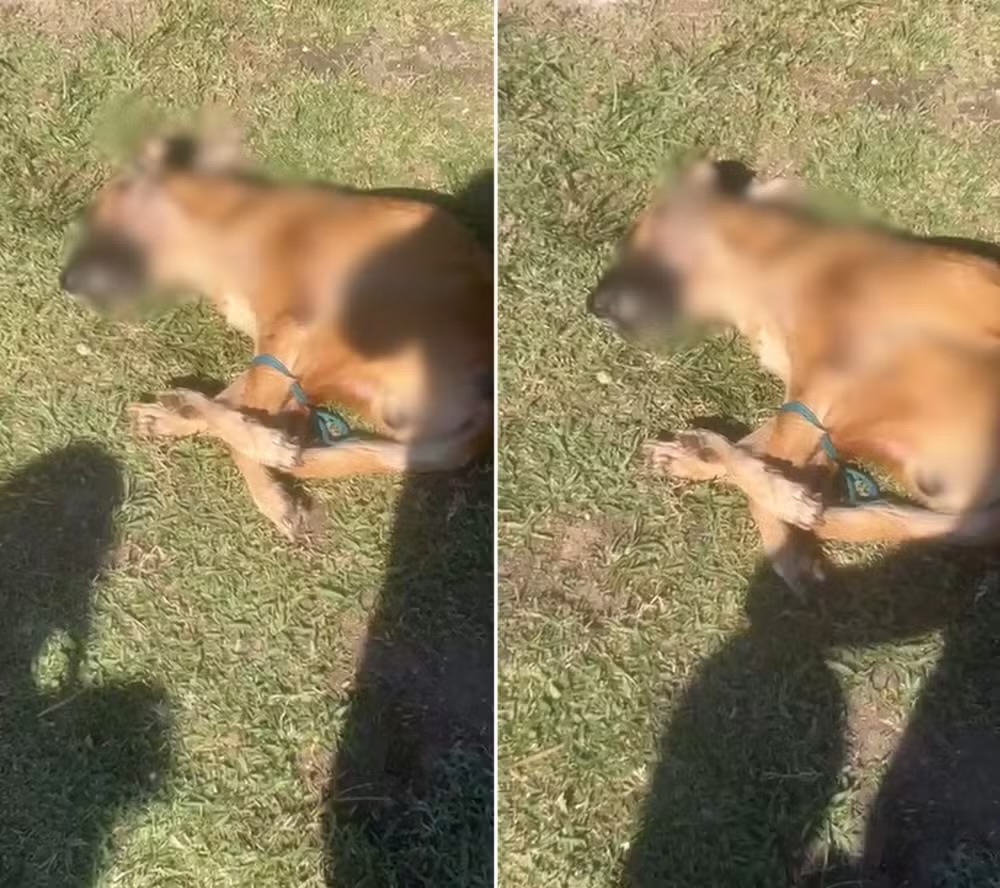 Cachorro é encontrado morto com patas amarradas e choca moradores em Cabo Frio