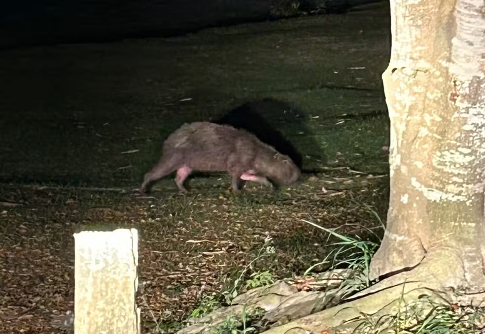 Fogo atinge APA de Massambaba, em Saquarema, e animais são resgatados feridos