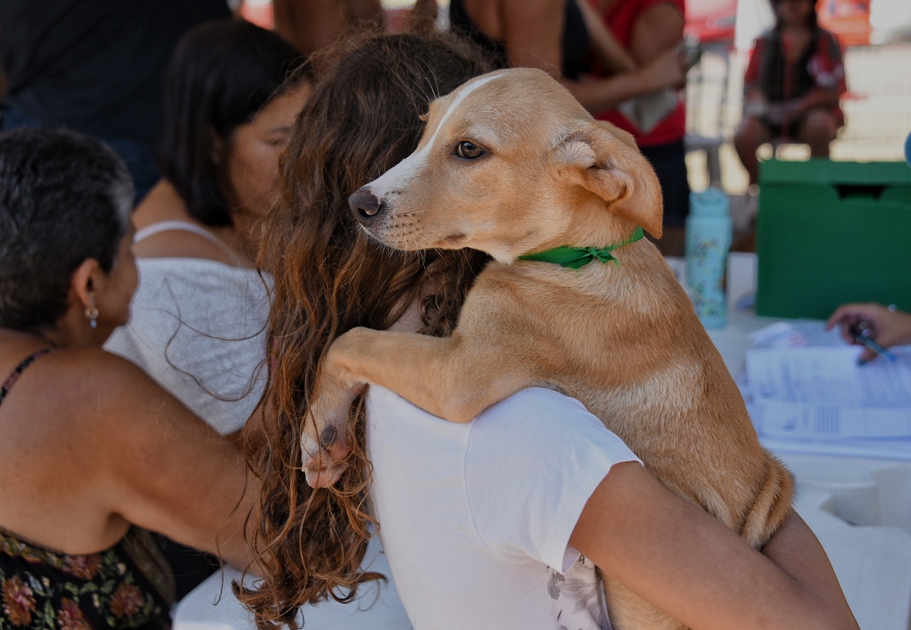 Maricá lança catálogo digital para adoção de cães e gatos: veja como adotar um pet