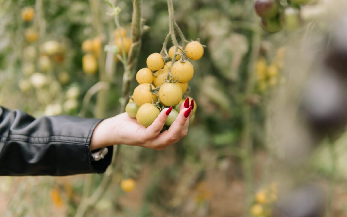 Colheita de tomates especiais do Inova Agroecologia Maricá atrai pesquisadores de Goiás