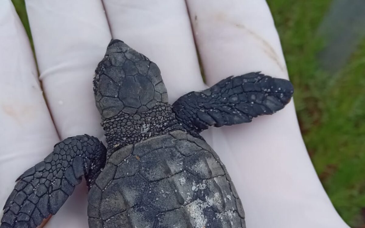 Filhotes de tartarugas são encontrados em praia de Saquarema