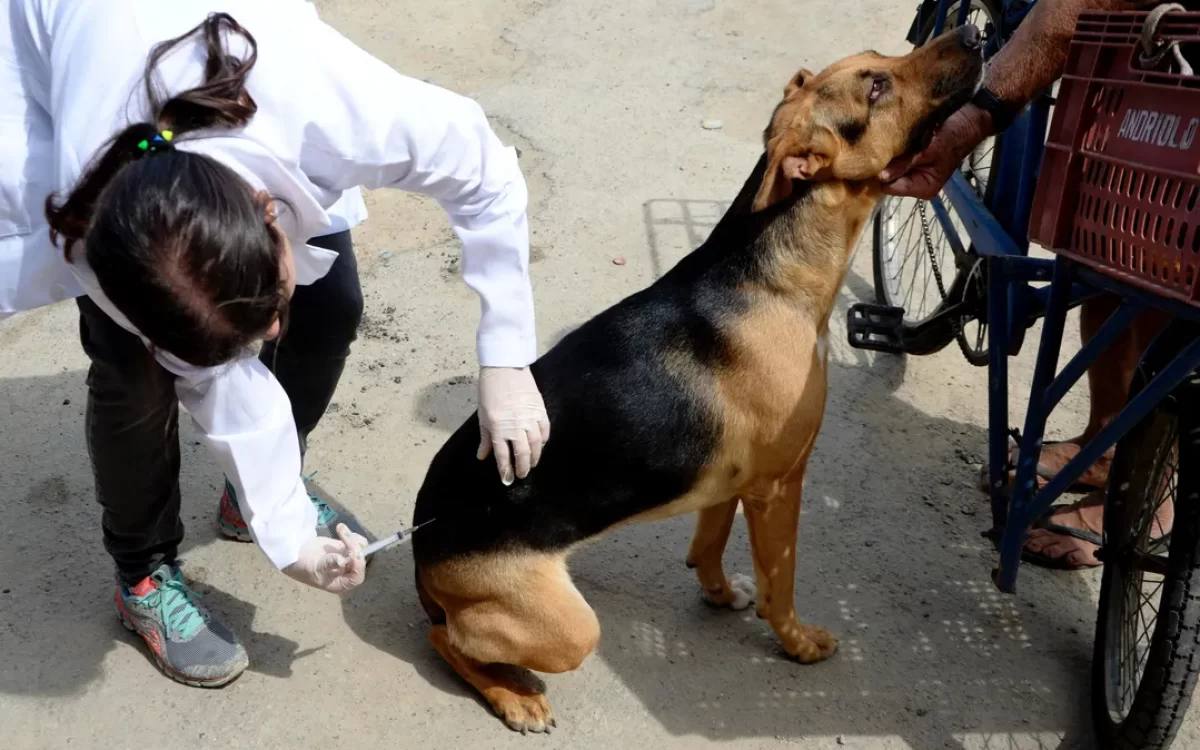Niterói oferece vacina antirrábica para animais a partir de sábado (04)