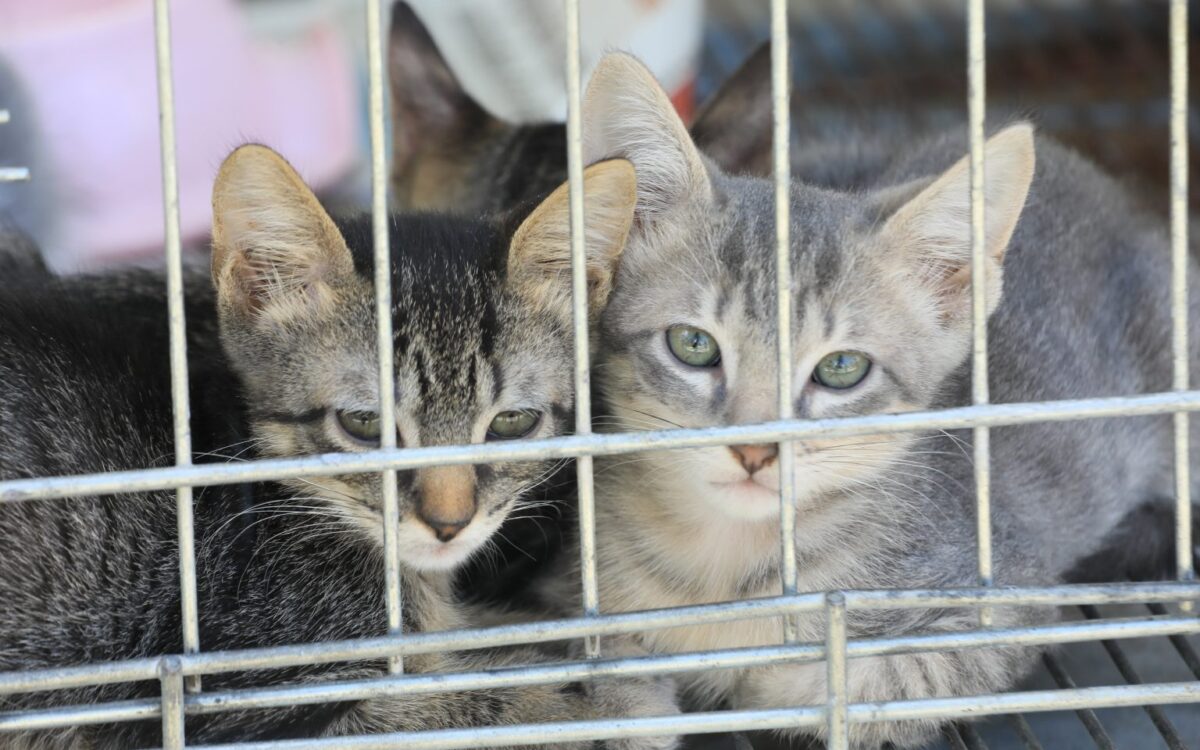 Campanha de adoção de cães e gatos será realizada neste sábado (11/10) em Ponta Negra