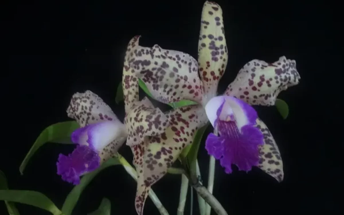 39ª Exposição de Orquídeas de Niterói encanta o público neste fim de semana em Charitas