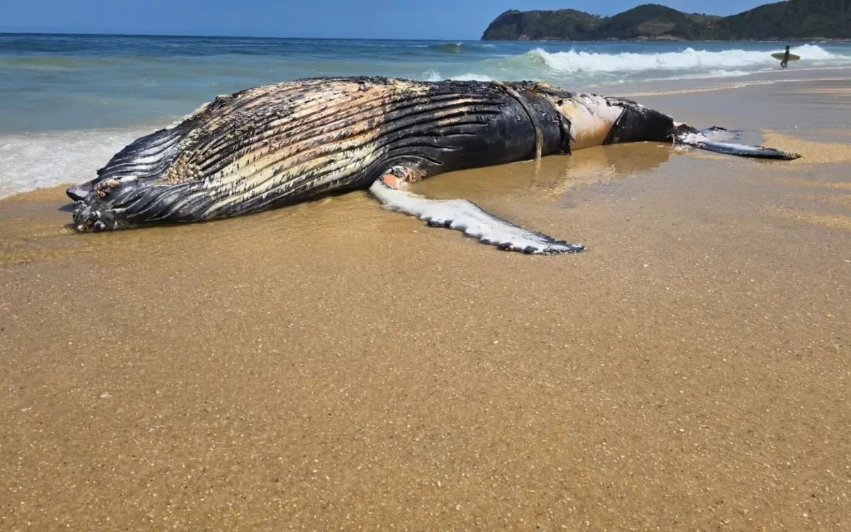 Baleia-jubarte é encontrada morta na praia de Jaconé, em Maricá