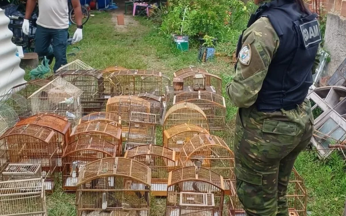 Operação em Itaipuaçu resgata 36 aves silvestres mantidas em cativeiro irregular