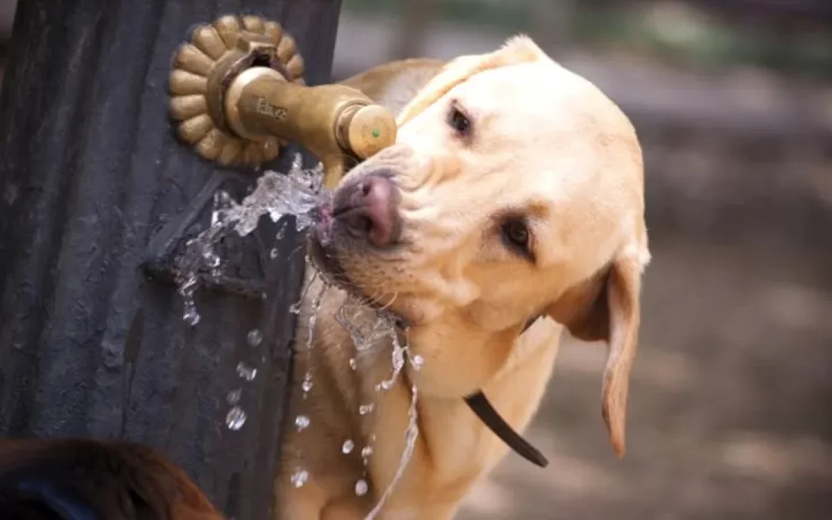 Agora é lei: bebedouros para animais deverão ser instalados em espaços públicos