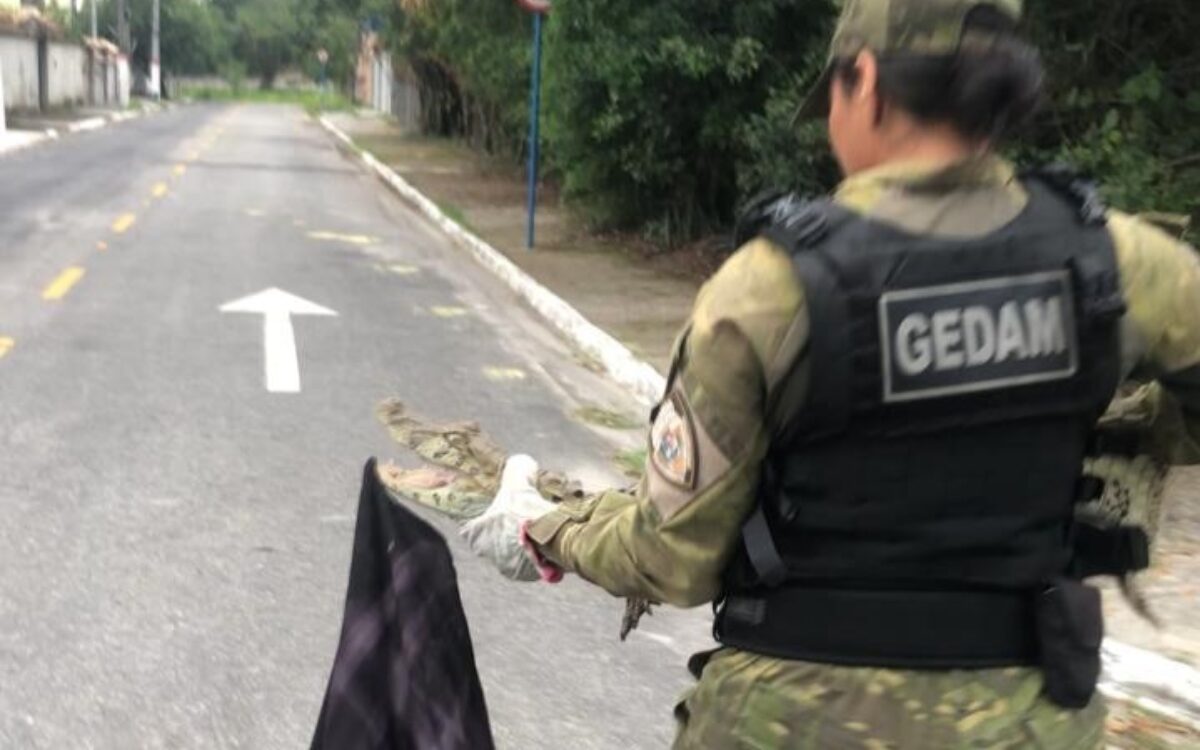 Guarda Municipal resgata jacaré do papo amarelo de 1,5 metro