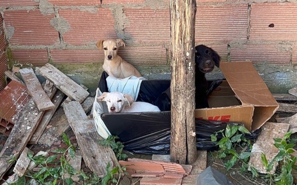 Prefeitura de Maricá resgata três cães em situação de abandono